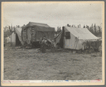 In one of the largest pea camps in California