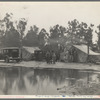 Migrant pea pickers camp in the rain. California