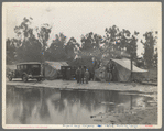 Migrant pea pickers camp in the rain. California