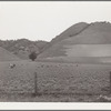 Filipino gang labor in pea fields near Pismo Beach, Nipomo, California. Work for Japanese, live on Japanese ranches. Sixty men in this gang