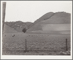 Filipino gang labor in pea fields near Pismo Beach, Nipomo, California. Work for Japanese, live on Japanese ranches. Sixty men in this gang