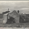 Pea picker's home. The condition of these people warrant resettlement camps for migrant agricultural workers. Nipomo, California.