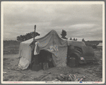 Pea picker's home. The condition of these people warrant resettlement camps for migrant agricultural workers. Nipomo, California