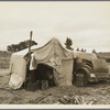 Pea picker's home. The condition of these people warrant resettlement camps for migrant agricultural workers. Nipomo, California