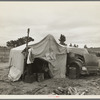 Pea picker's home. The condition of these people warrant resettlement camps for migrant agricultural workers. Nipomo, California.
