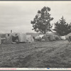 String of five housecars. This group represents good conditions among pea pickers. California