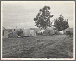 String of five housecars. This group represents good conditions among pea pickers. California