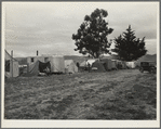 String of five housecars. This group represents good conditions among pea pickers. California