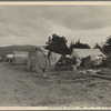 Camps of migrant pea workers. California