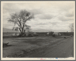 Part of a roadside ranch camp. Twelve tents in this group. Owned by one of the large farmers who is opposed to Resettlement Administration's migrant camp. California