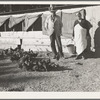 Rehabilitation clients. Five miles outside Phoenix, Arizona. Five hundred dollar loan for poultry (considered a good loan)