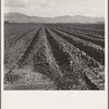 Freshly-plowed sugar beet field near King City. Shows large scale of farm operations in California
