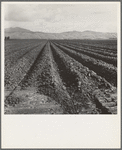 Freshly-plowed sugar beet field near King City. Shows large scale of farm operations in California