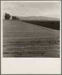 Freshly-plowed sugar beet field near King City. Shows large scale of farm operations in California