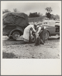 Migrant pea pickers on the road. California