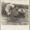 Migrant pea workers on the road with tire trouble. California