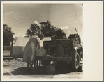"Blue Monday" in a California migratory camp