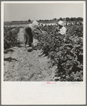 Migrants from Delaware picking berries in southern New Jersey