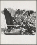 Migrants from Delaware picking berries in southern New Jersey