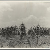 Drought corn. Central Georgia