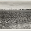 Check row planting of cotton. A new process which has been long used in corn which practically eliminates need for hand labor at chopping season, just as a mechanical picker would eliminate the hand pickers at harvest. Mississippi Delta ...