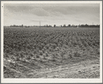 Check row planting of cotton. A new process which has been long used in corn which practically eliminates need for hand labor at chopping season, just as a mechanical picker would eliminate the hand pickers at harvest. Mississippi Delta ...