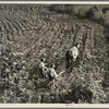 The older brother teaches the younger on a farm in the Piedmont, North Carolina