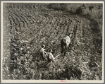 The older brother teaches the younger on a farm in the Piedmont, North Carolina