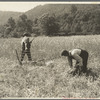 Men cradling wheat in eastern Virginia near Sperryville