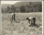 Men cradling wheat in eastern Virginia near Sperryville