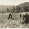 Men cradling wheat in eastern Virginia near Sperryville