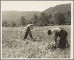 Men cradling wheat in eastern Virginia near Sperryville