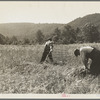 Men cradling wheat in eastern Virginia near Sperryville