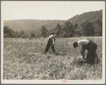 Men cradling wheat in eastern Virginia near Sperryville