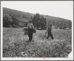 Men cradling wheat in eastern Virginia near Sperryville