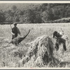 Cradling wheat near Sperryville, Virginia. A hand binder follows the mower. These men had never heard of a combine harvester. "Sure would like to see that." Their father used a reap hook