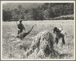 Cradling wheat near Sperryville, Virginia. A hand binder follows the mower. These men had never heard of a combine harvester. "Sure would like to see that." Their father used a reap hook