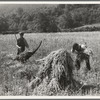 Cradling wheat near Sperryville, Virginia. A hand binder follows the mower. These men had never heard of a combine harvester. "Sure would like to see that." Their father used a reap hook