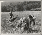 Cradling wheat near Sperryville, Virginia. A hand binder follows the mower. These men had never heard of a combine harvester. "Sure would like to see that." Their father used a reap hook
