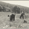 Cradling wheat near Sperryville, Virginia