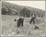 Cradling wheat near Sperryville, Virginia