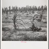 Drying up corn near Eutaw, Alabama