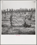 Drying up corn near Eutaw, Alabama