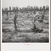 Drying up corn near Eutaw, Alabama