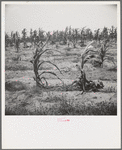 Drying up corn near Eutaw, Alabama