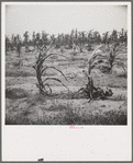 Drying up corn near Eutaw, Alabama