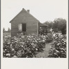 Typical cotton picker's shack of the South. Mississippi