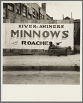 "Coon dawgling." Memphis, Tennessee