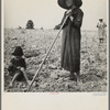 Hoe culture on the Mississippi Delta