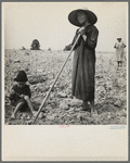 Hoe culture on the Mississippi Delta